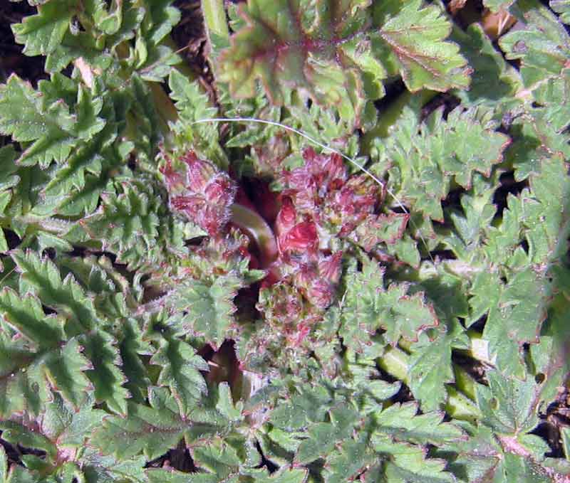 Image of Erodium hoefftianum specimen.