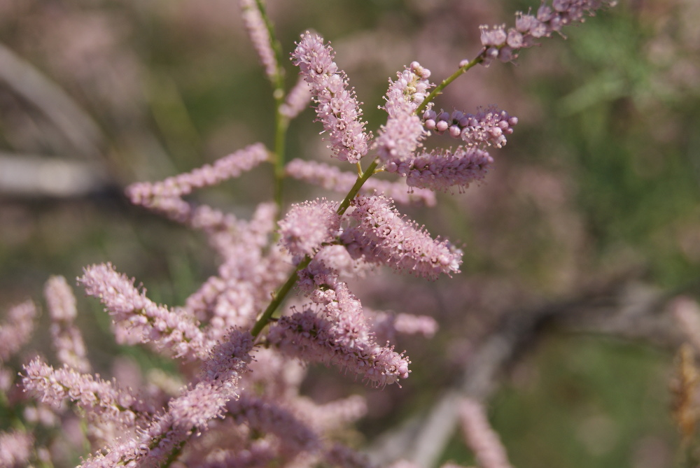 Изображение особи Tamarix ramosissima.