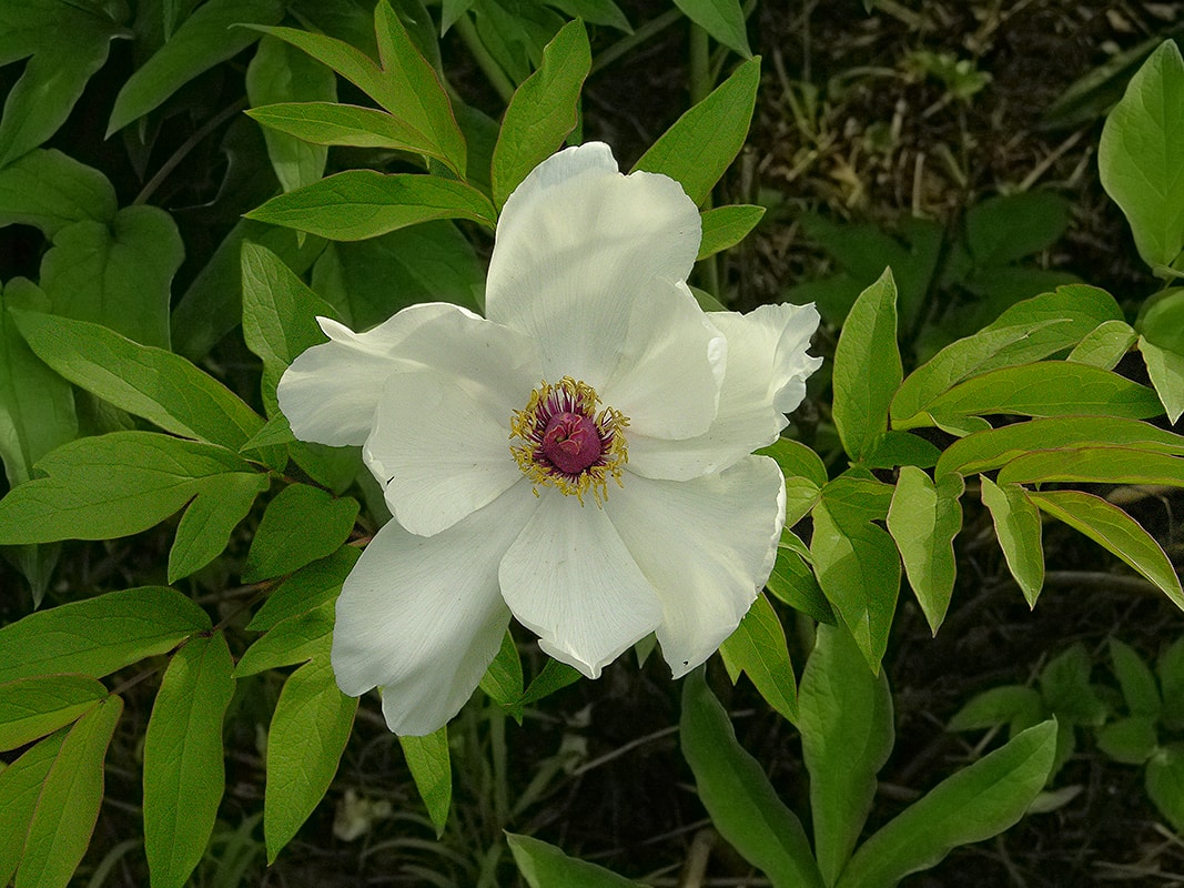 Image of Paeonia ostii specimen.