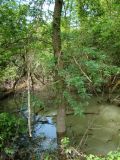 Gleditsia triacanthos. Нижняя часть дерева, подтопленного высокой водой. Республика Адыгея, Красногвардейский р-н, аул Хатукай, пойма реки Кубань. 18.06.2017.