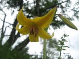 Lilium monadelphum