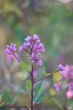 Trachomitum lancifolium