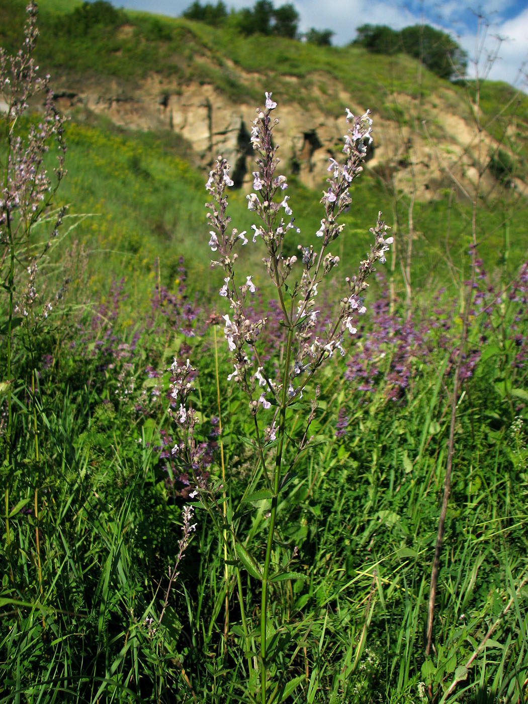 Image of Nepeta nuda specimen.