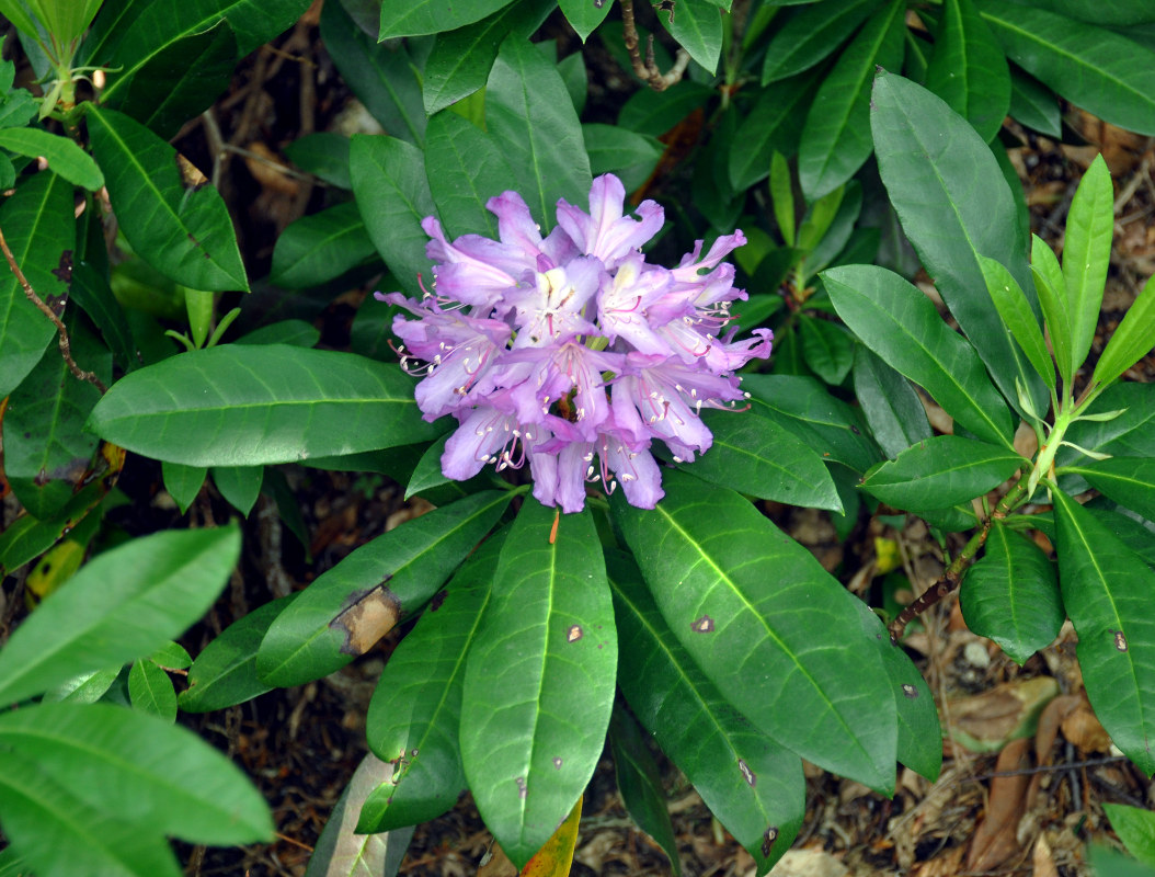 Image of Rhododendron ponticum specimen.