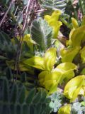 Astragalus macronyx