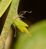 Pereskia aculeata