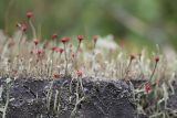 Cladonia macilenta