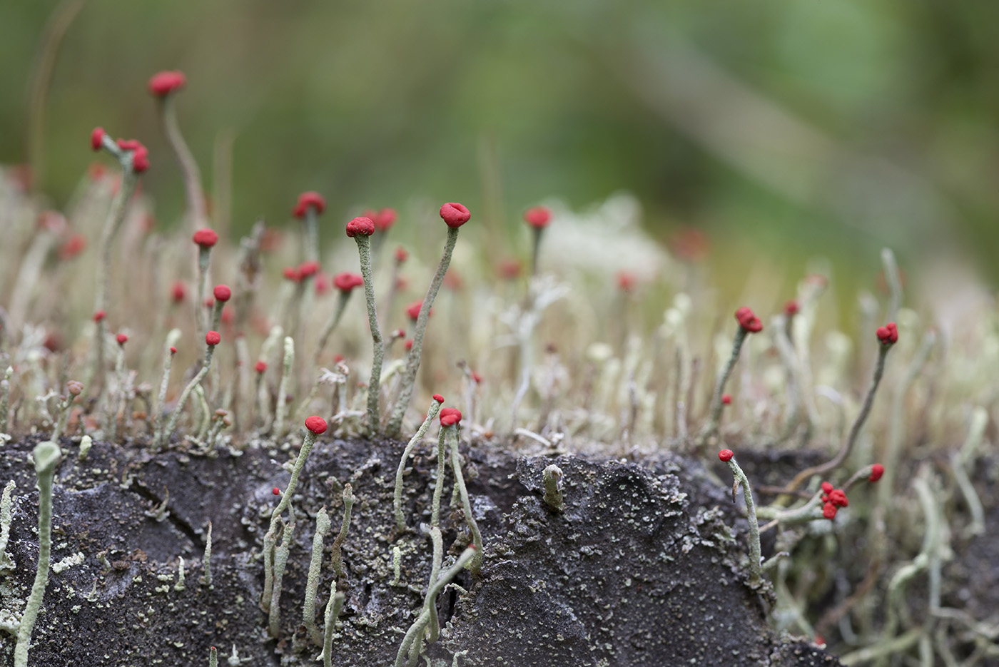 Image of Cladonia macilenta specimen.