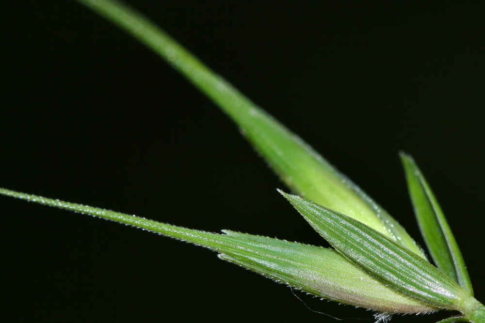 Изображение особи Elymus ciliaris.