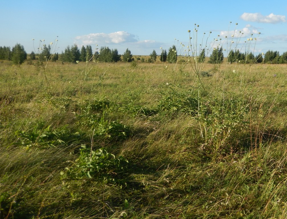 Изображение особи Cephalaria litvinovii.