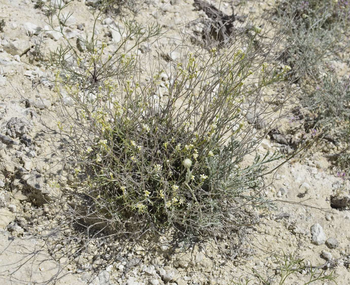 Изображение особи Lepidium meyeri.