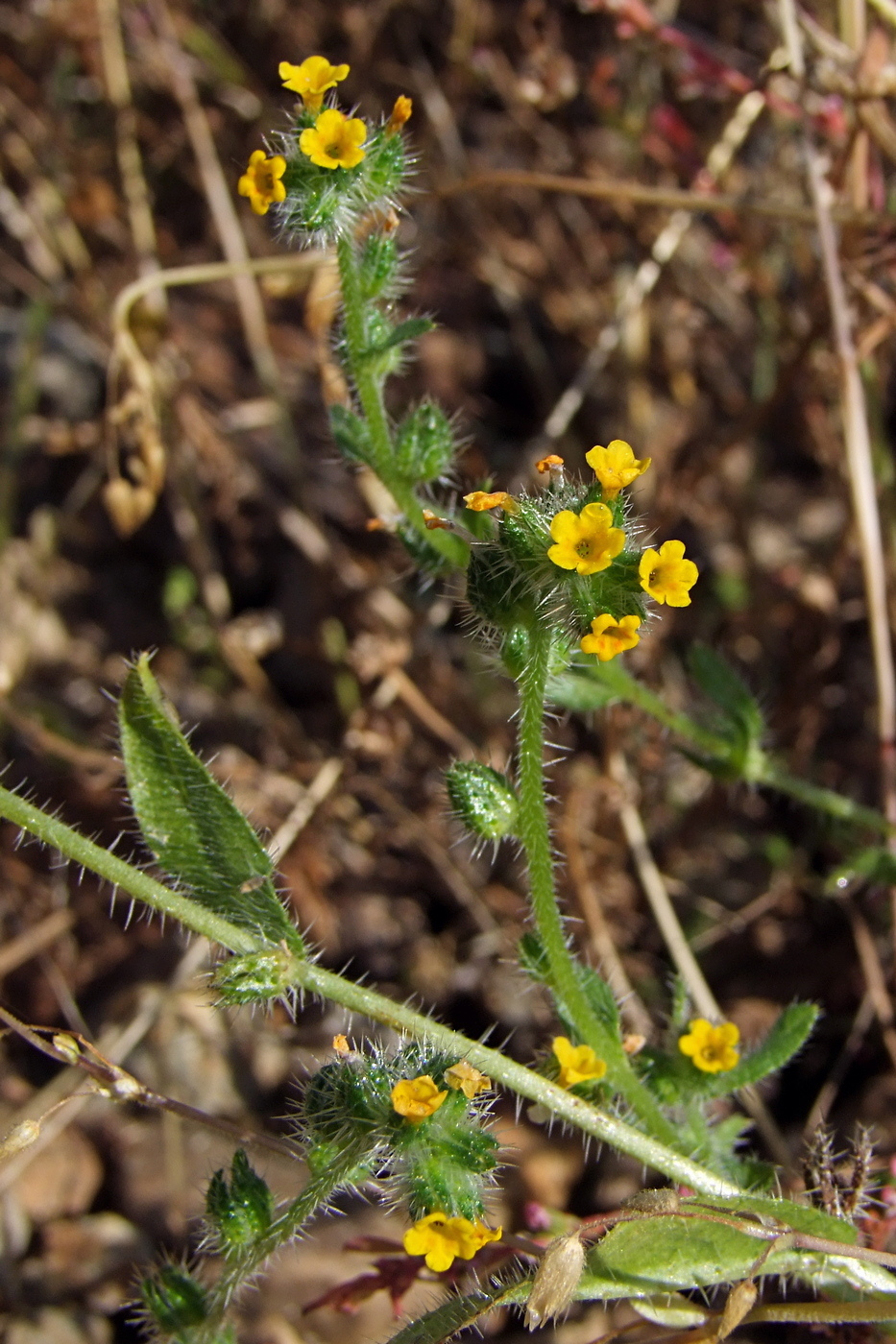 Image of Amsinckia micrantha specimen.