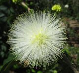 Calliandra haematocephala