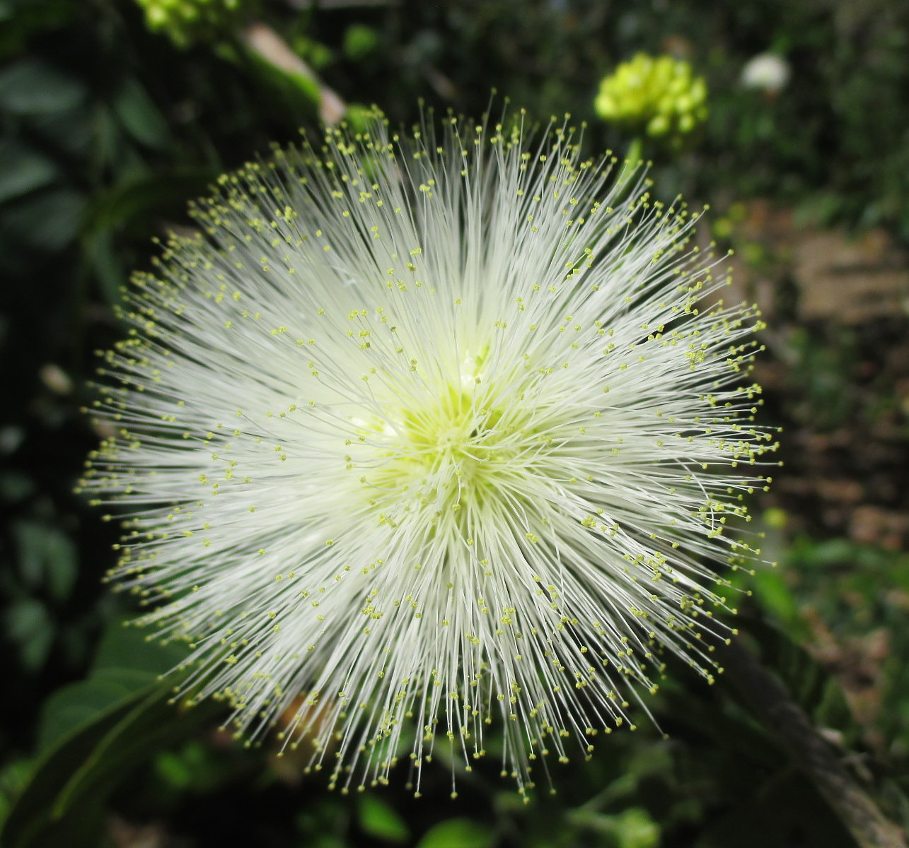 Image of Calliandra haematocephala specimen.