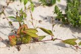 Fallopia dumetorum