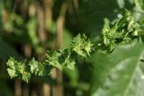 Atriplex calotheca. Веточка соцветия с прицветничками, прикрывающими формирующиеся плоды. Финляндия, Хельсинки, о. Лауттасаари, побережье Финского залива. 12 сентября 2015 г.