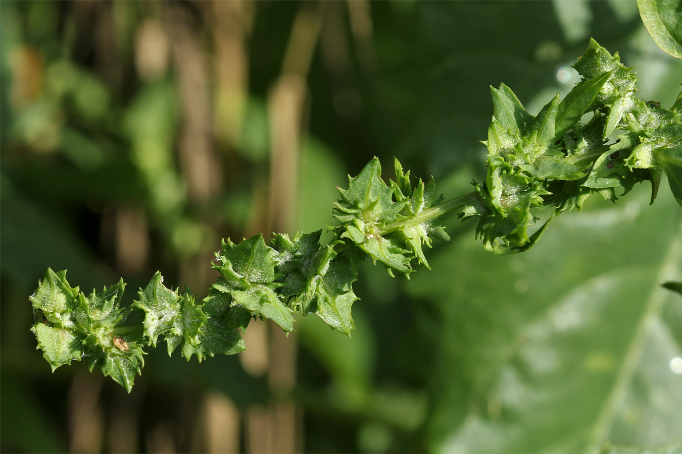 Изображение особи Atriplex calotheca.