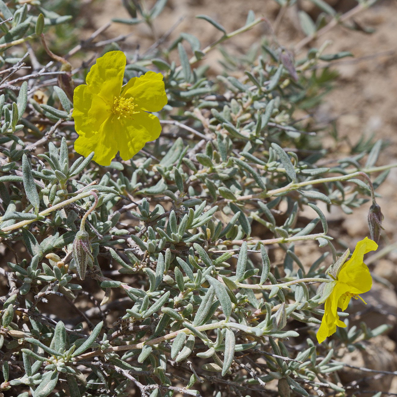 Image of Helianthemum songaricum specimen.