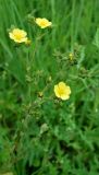 Potentilla obscura