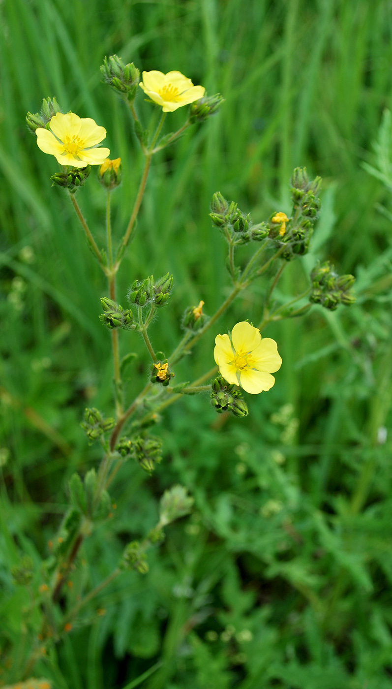 Изображение особи Potentilla obscura.