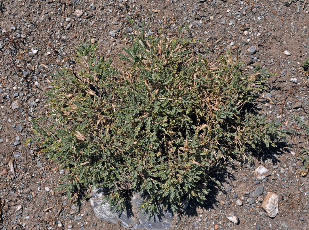 Image of genus Astragalus specimen.