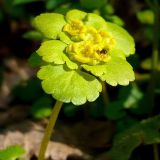 Chrysosplenium alternifolium. Соцветие. Чувашия. г. Шумерля, берег р. Сура, устье р. Шумерлинка. 12 апреля 2008 г.