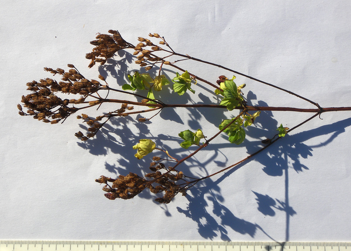 Image of Hypericum tetrapterum specimen.