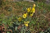 genus Linaria. Цветущее растение. Китай, провинция Юньнань, нац. парк Шилинь, открытое пространство рядом с известняковыми горами. 21 октября 2016 г.