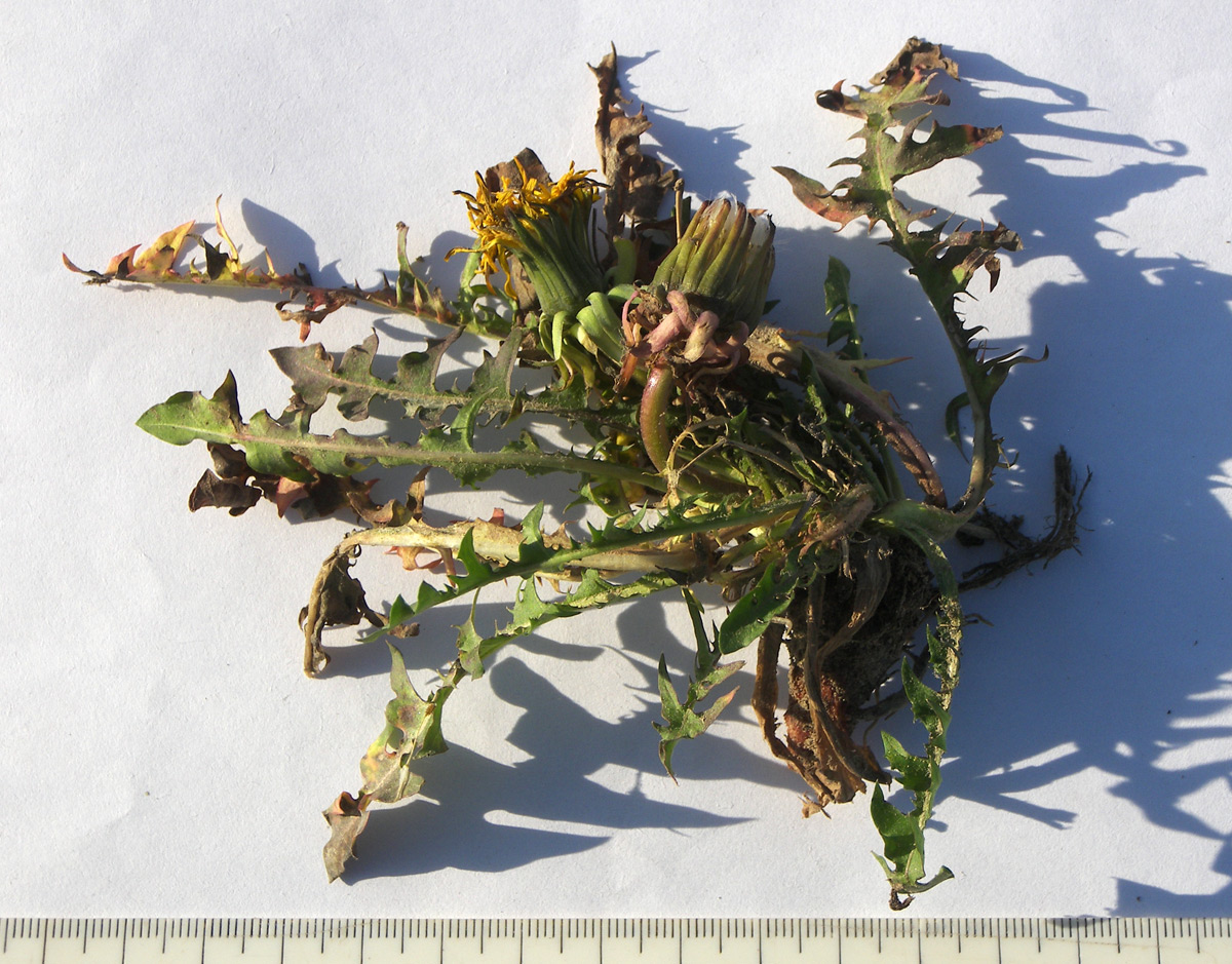 Image of Taraxacum officinale specimen.