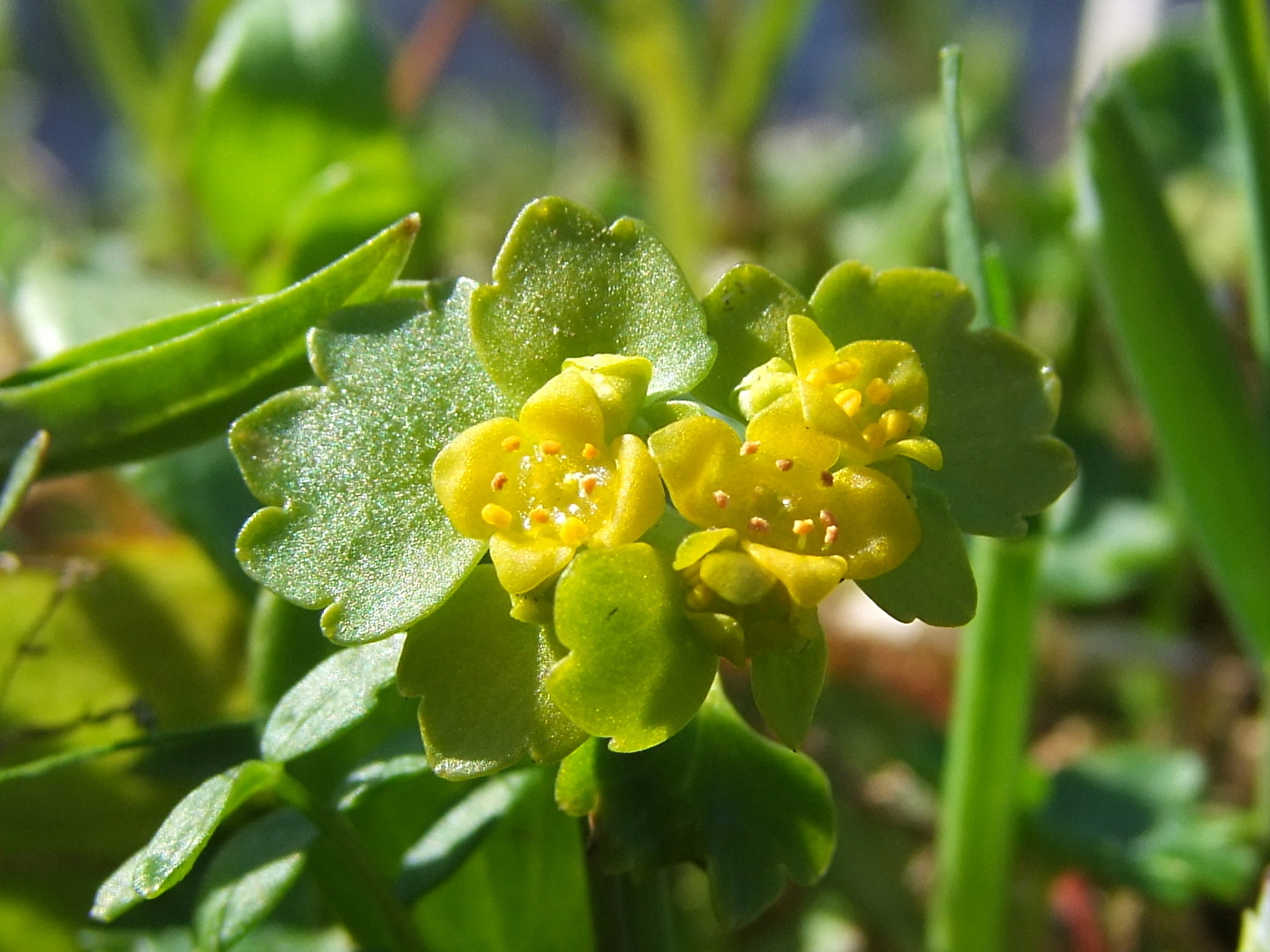 Image of Chrysosplenium sibiricum specimen.