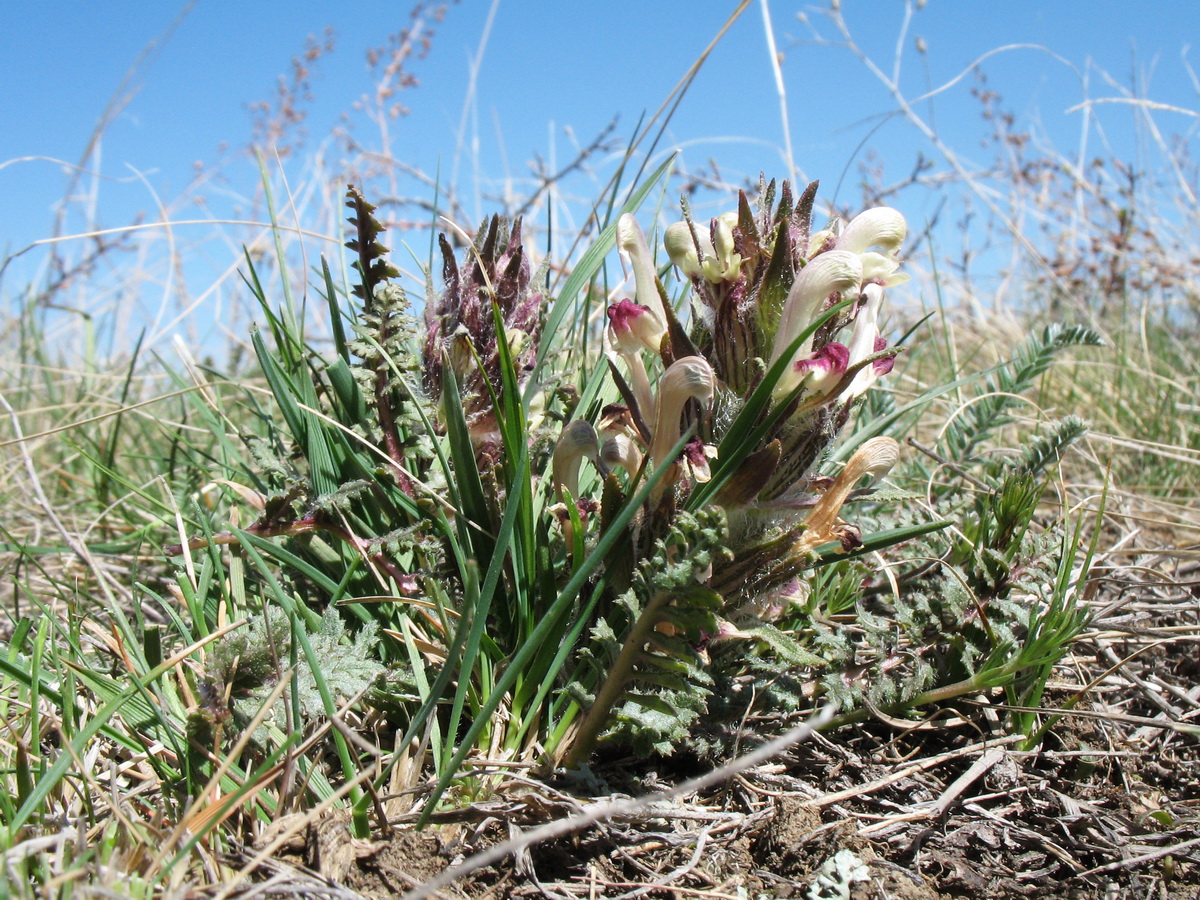 Image of Pedicularis karatavica specimen.