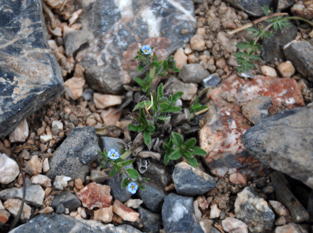 Изображение особи семейство Boraginaceae.