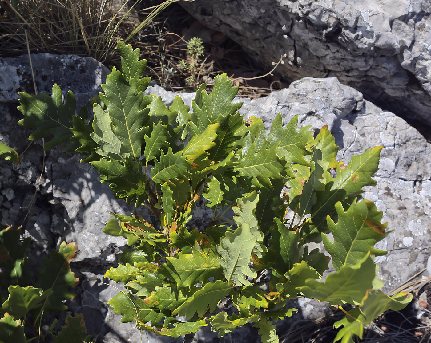 Изображение особи Quercus petraea.