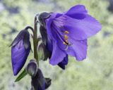 Polemonium acutiflorum. Соцветие с раскрывшимся цветком и бутонами. Коми, Интинский р-н, Приполярный Урал, хр. Малдынырд, левый борт р. Балбанъю, приводораздельное плато, альпийский луг между курумными свалами камней. 04.08.2017.