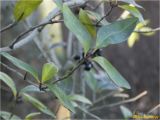 Ligustrum vulgare. Веточка. Украина, г. Николаев, Заводской р-н, парк \"Лески\", в ландшафтном озеленении. 26.12.2017.