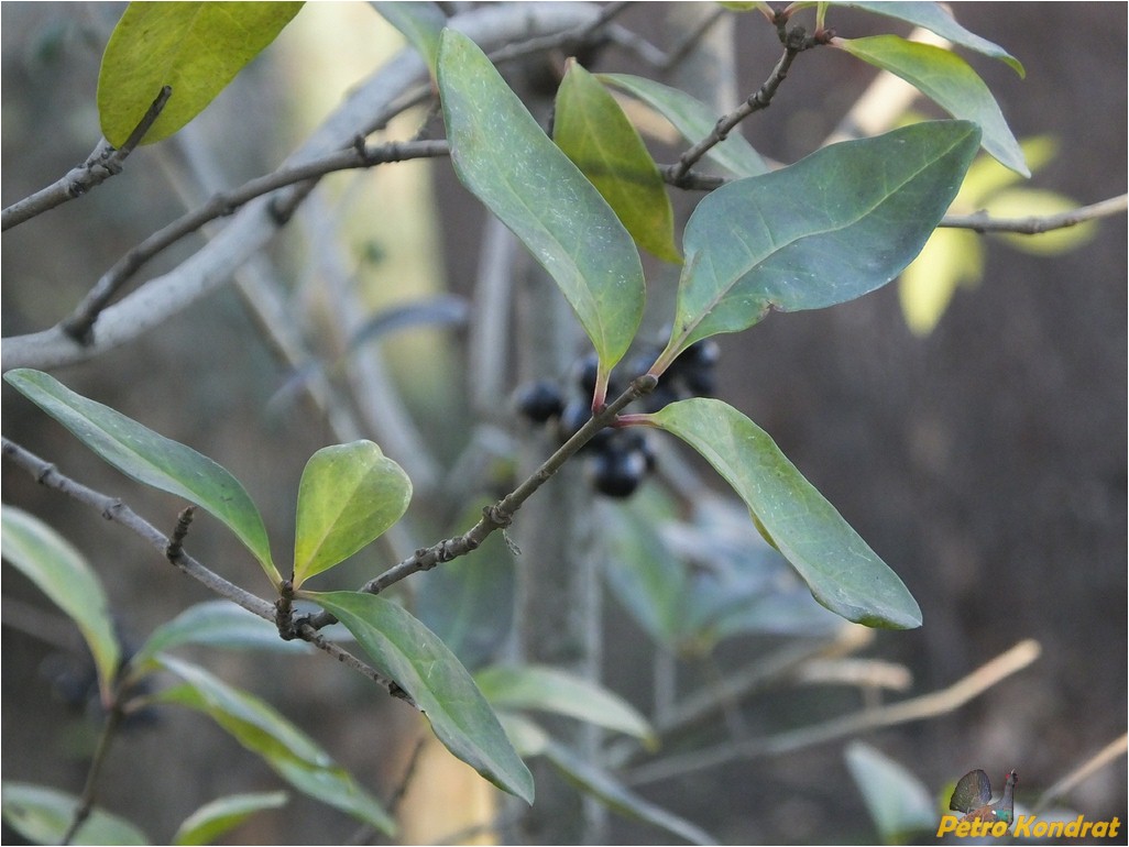 Image of Ligustrum vulgare specimen.