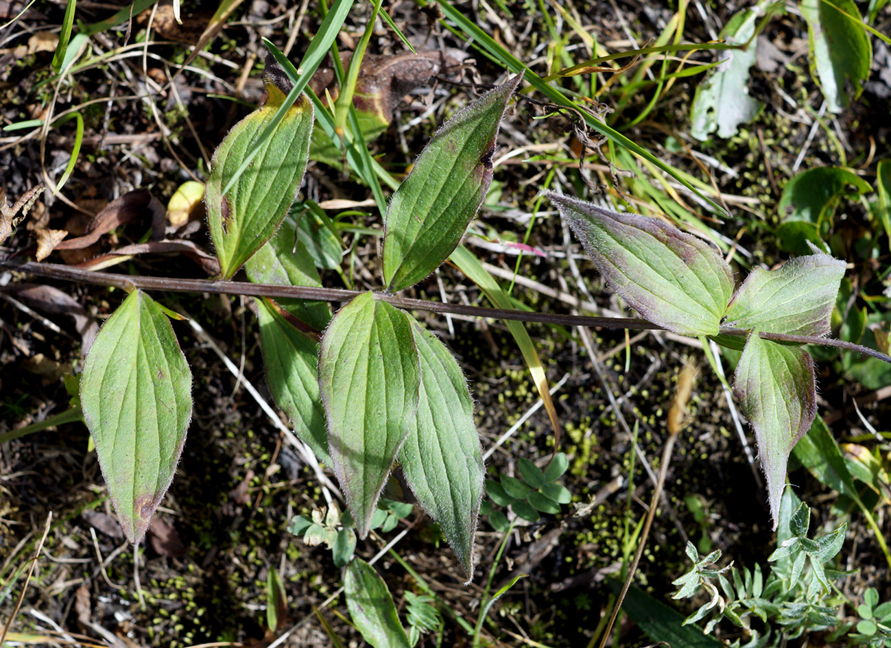 Image of Unknown species specimen.