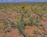 Astragalus mongholicus. Цветущее растение. Монголия, аймак Завхан, окр. пос. Сантмаргац, ≈ 1700 м н.у.м., сухая горная степь. 10.06.2017.