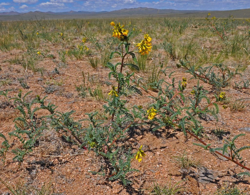 Image of Astragalus mongholicus specimen.