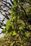 Hedera colchica. Свисающие с дерева ветви. Краснодарский край, г. Сочи, окр. мкр-на Хоста, тисо-самшитовая роща. 13.04.2013.