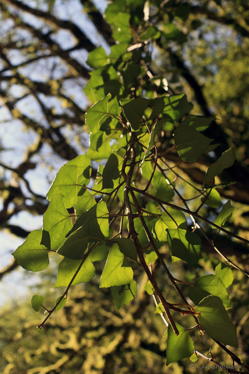 Изображение особи Hedera colchica.