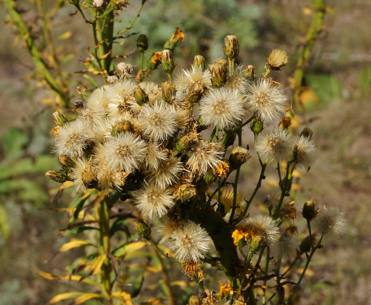 Image of Hieracium umbellatum specimen.