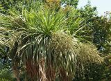 Cordyline australis