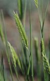 Agropyron desertorum. Соцветие. Волгоградская обл., оз. Эльтон. 21.05.2007.