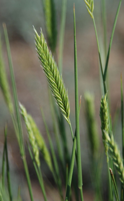 Изображение особи Agropyron desertorum.