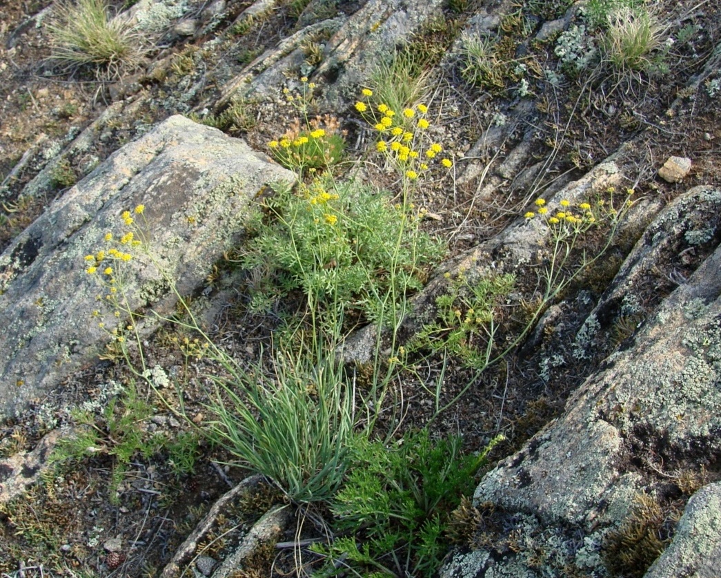 Изображение особи Bupleurum bicaule.