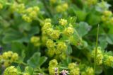 genus Alchemilla