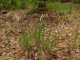 Carex omskiana