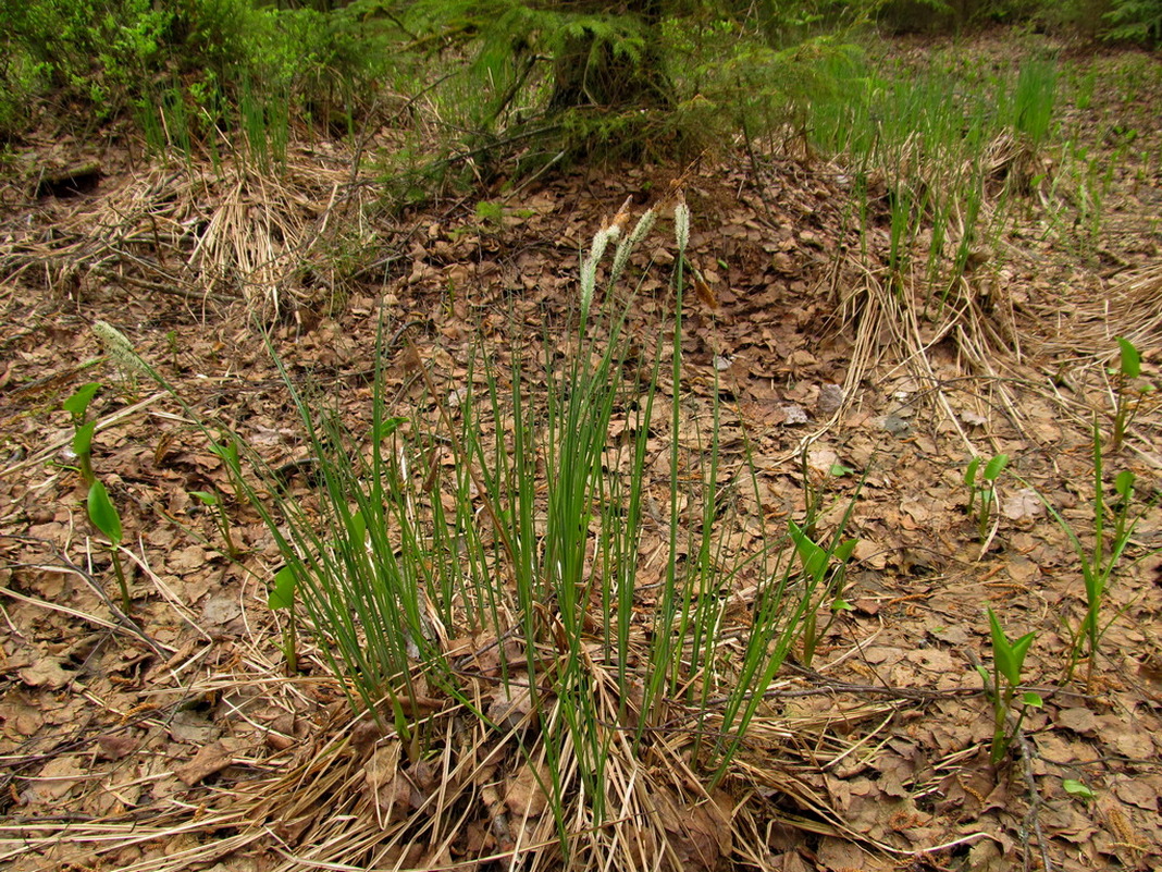 Изображение особи Carex omskiana.