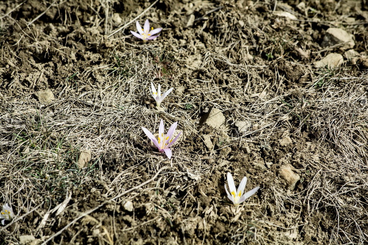 Image of Merendera trigyna specimen.